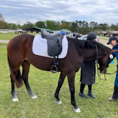 dressage_horse-1024x768